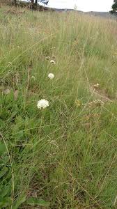 Image result for Cephalaria pungens