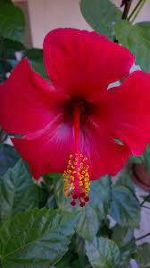 Beautiful Flower Beautiful Flowers Pictures Flower Pictures Beautiful Flowers
