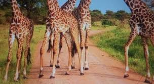 The united states is home to 58 national parks, each with its own unique beauty and landscape. Where Is The Serengeti National Park Trivia Questions Quizzclub