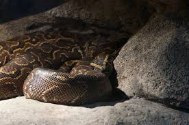 See more ideas about burmese python, python, beautiful snakes. 8 Burmese Python Morphs Colors With Pictures Pet Keen