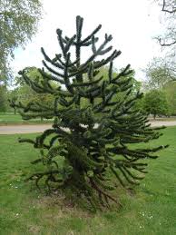 Maybe you would like to learn more about one of these? Tree Of The Month A Puzzle Of A Pine Tree Forestry Journal