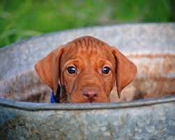 Can T Wait To Get My Vizsla Puppy In March Vizsla Puppies Puppies Cute Animals
