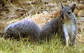 We did not find results for: How To Keep Squirrels Out Of Apple Trees The Sacramento Bee