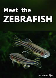 Meet The Zebrafish A Short Guide To Keeping Breeding And Understanding The Zebrafish Danio Rerio In Your Home Aquar Home Aquarium Saltwater Tank Horse Care