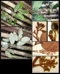 Image result for Cryptocarya liebertiana