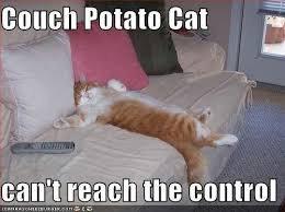 Couch Potato Cat Potato Cat Cats Couch Potato