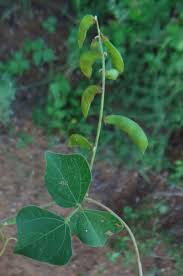 Image result for Rhynchosia resinosa