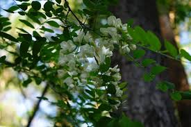 Image result for Fabaceae subfamily Mimosoideae