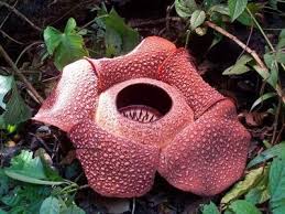 Mawar, tulip, kamboja, anggrek, edelweiss, lavender, bougenville, yang cantik, indah dan terbaru. Bunga Rafflesia Bukan Bunga Bangkai Sebuah Jurnal Pemikiran Dan Pengetahuan