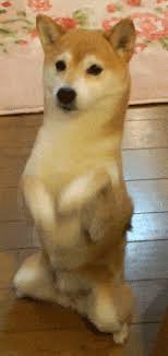 Doge is an internet meme that became popular in 2013. Doge Gif Icegif