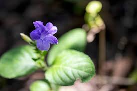 Image result for Barleria superata