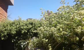 Image result for Mikania sagittifera