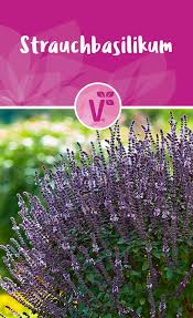Strauchbasilikum Bienenfreundlich Hubsch Und Lecker Strauchbasilikum Fur Garten Und Balkon Blumen Fur Garten Bienenfreundlicher Garten Schattenpflanzen