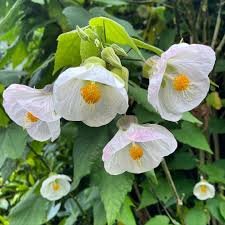 Image result for Abutilon lauraster