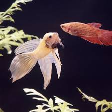 Its popularity with those who pet freshwater fish, especially betta, is huge due to its deadly effects on parasites, aid. How To Treat Fin Rot In Aquarium Fish