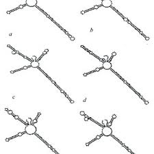 Image result for Equilabium petiolare