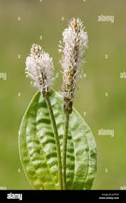 Image result for Plantaginaceae