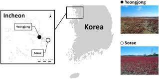 Image result for Suaeda sp. B