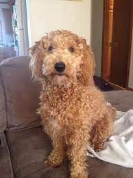 Shiloh Such A Handsome Boy F1b Mini Goldendoodle F1b Mini Goldendoodle Goldendoodle Mini Goldendoodle