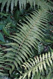 Image result for Deparia