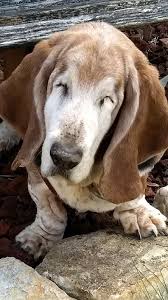 sophie basset hound dog hound dog basset hound