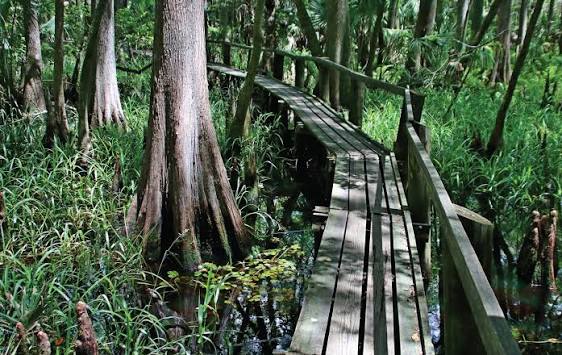 Highlands Hammock State Park | Florida State Parks