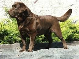 In nice weather, our english chocolate lab puppies are taken outside a few hours a day for some sunshine and introductions to all the outside sounds of vehicles, kids playing, lawn mowers, etc. Championthornwoodsresolutionaaa Jpg 320 240 Lab Puppies Chocolate Lab Puppies Black Labrador Retriever