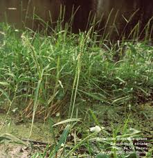 Image result for Styppeiochloa