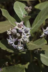 Image result for Stathmostelma gigantiflorum