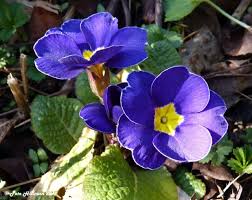 Image result for Primulaceae