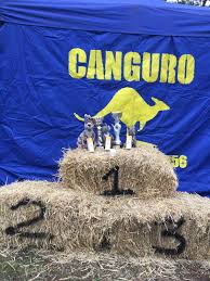Actividades a realizar por la canguro recoger en colegio y quedarse en casa edad del niño o niños a cuidar 11. Club De Atletismo Canguro Aac Cronica 54Âº Cross Canguro 2018