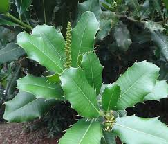 Image result for Tannodia swynnertonii