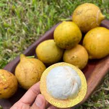 Image result for Garcinia buchneri