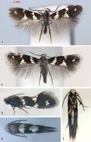 Image result for Phyllonorycter leucographellus