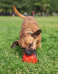 You can expect a mixed breed dog to live about as long as its parent breeds. Chiweenie The Ultimate Chihuahua Dachshund Mix Owners Guide All Things Dogs All Things Dogs