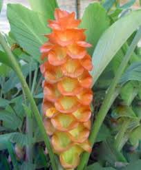 Image result for Siphonochilus kirkii - yellow-flowered form