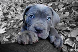 This coat color is always accompanied by a black mask and the the colors range from bronze and very rich red all the way to light creamy fawn coats. Hd Wallpaper Cane Corso Puppy Black Fabric Wallpaper Flare
