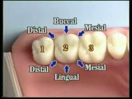 V109 Patient Records Management Dental Charting