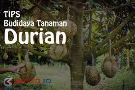 Harga buah durian di indonesia tergolong tinggi. Cara Budidaya Tanaman Durian Agar Cepat Berbuah