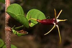 Image result for Strophanthus bequaertii
