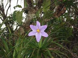 Image result for Velloziaceae