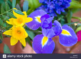 Pin On British Spring Flowers