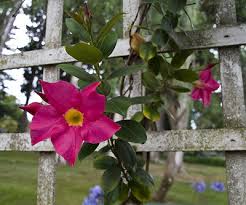 The flower is yellow and not pink though on the fantage. Aloha Flowers In Dark Pink And Yellow Center Png 1 Comment