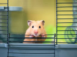 What happens if a hamster bites a bar cage? Veterinarians Answer Questions About Hamsters You Re Scared To Ask