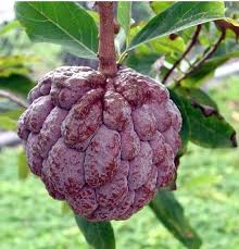 Image result for Annona squamosa