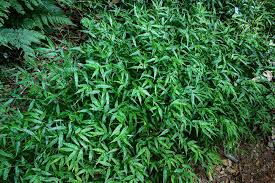 Image result for Oplismenus hirtellus