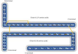 Crystal Structure Of Skeletal Myosin Ii S-1. The Heavy Chain Of Myosin... |  Download Scientific Diagram