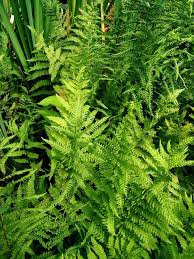 Image result for Thelypteris confluens