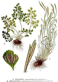 Image result for Asplenium uhligii