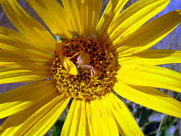 Image result for Clutia angustifolia